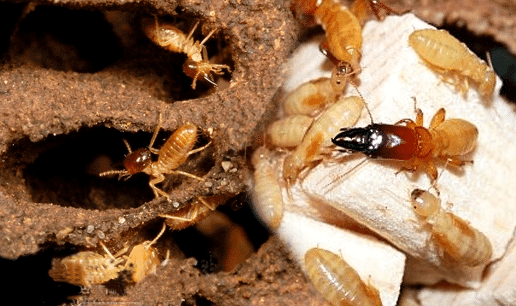 Diệt Mối Không Ảnh Hưởng Đồ Gỗ