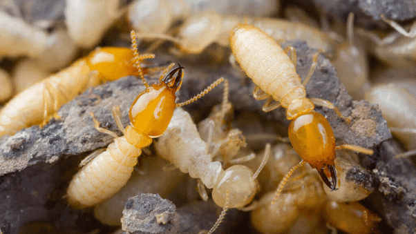 Diệt Mối Bằng Vi Sinh