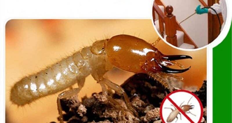 Dịch vụ diệt mối Xã Đại Phước