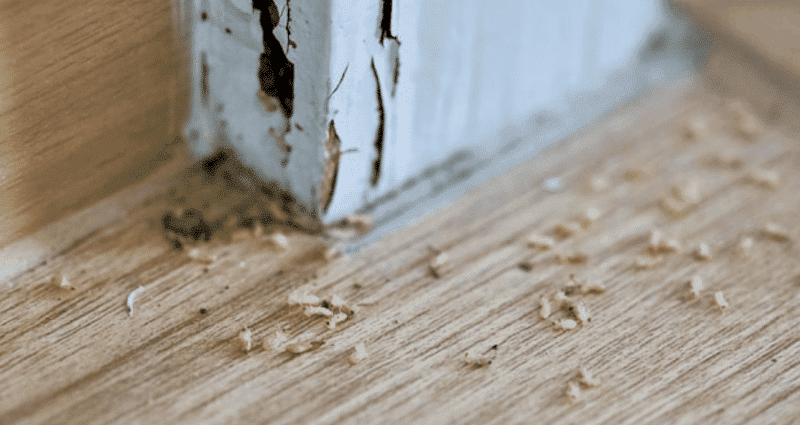 Cách Phát Hiện Mối