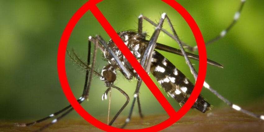 Muỗi Đẻ Ở Đâu Trong Nhà