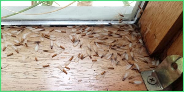 Dịch Vụ Diệt Côn Trùng Không Mùi