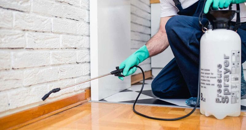 Dịch Vụ Diệt Kiến Chuyên Nghiệp