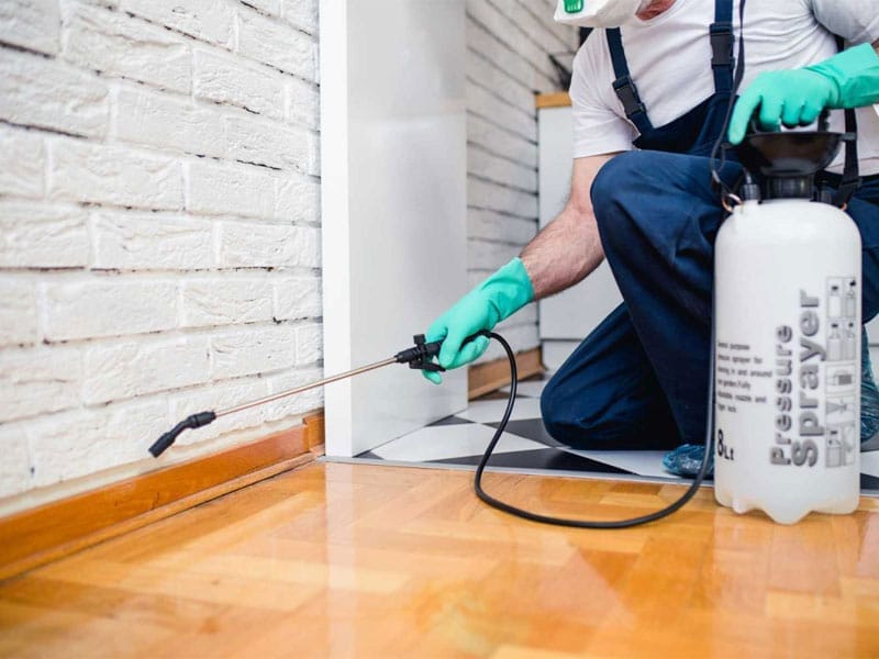 Dịch Vụ Diệt Kiến Chuyên Nghiệp
