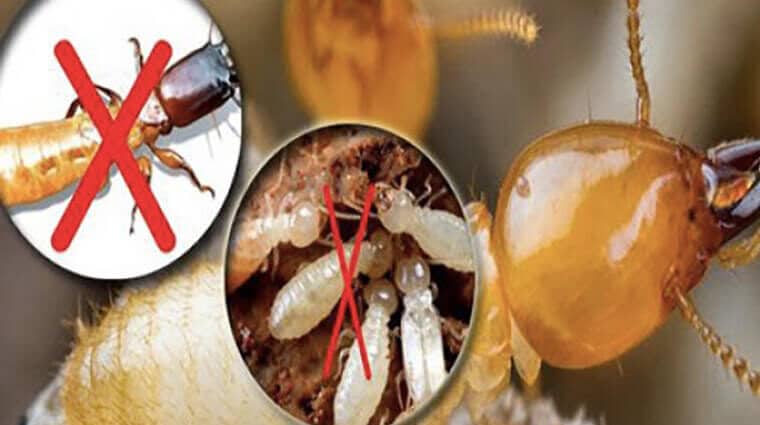 Diệt Mối Bằng Phương Pháp Sinh Học