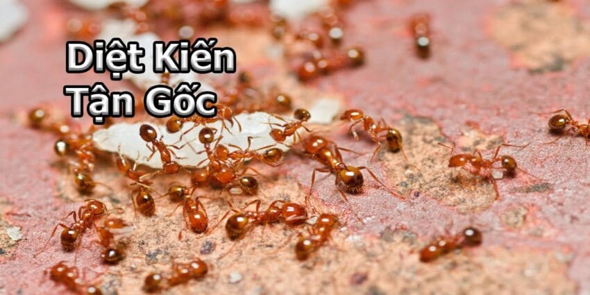 Dịch Vụ Diệt Kiến Biên Hòa