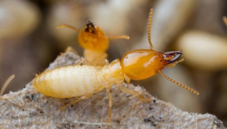 Diệt Mối Giá Rẻ