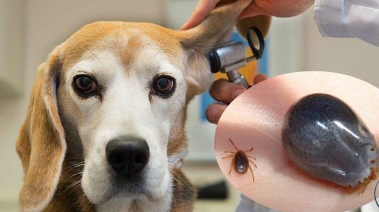 Dịch Vụ Diệt Ve Chó