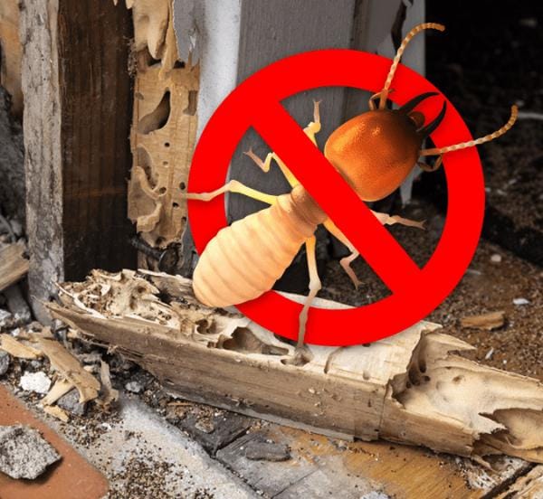 Diệt Mối Tận Gốc Quảng Ninh