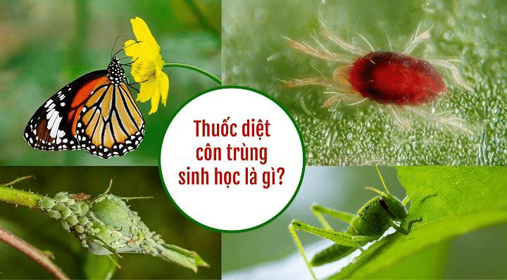 Thuốc Diệt Côn Trùng Sinh Học