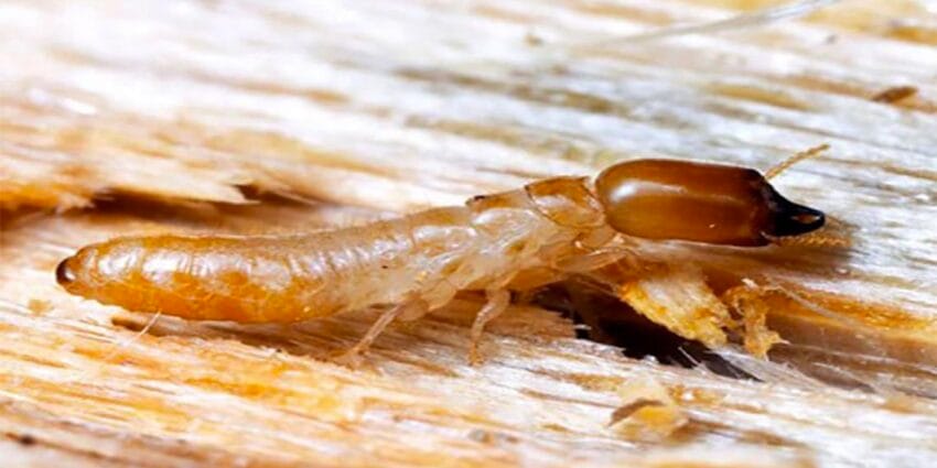 Dịch Vụ Diệt Mối Phường Xuân Lộc