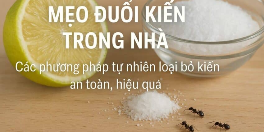 Mẹo Đuổi Kiến Bằng Nguyên Liệu Tự Nhiên