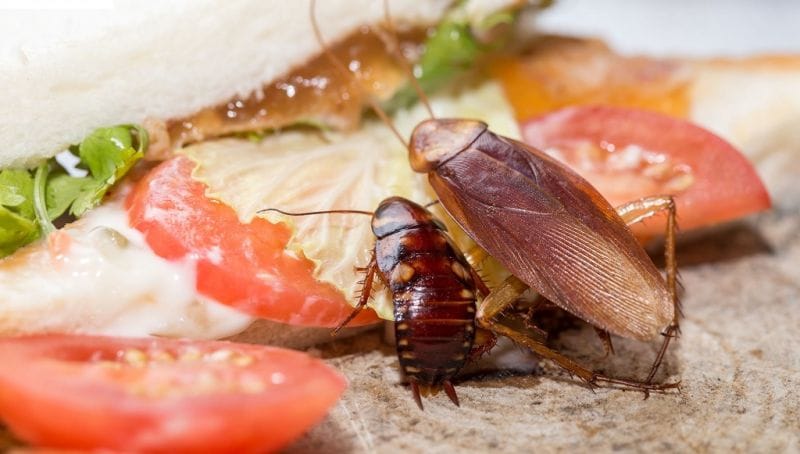 Ổ Gián Thường Nằm Ở Đâu