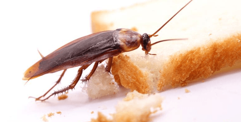 Ổ Gián Thường Nằm Ở Đâu