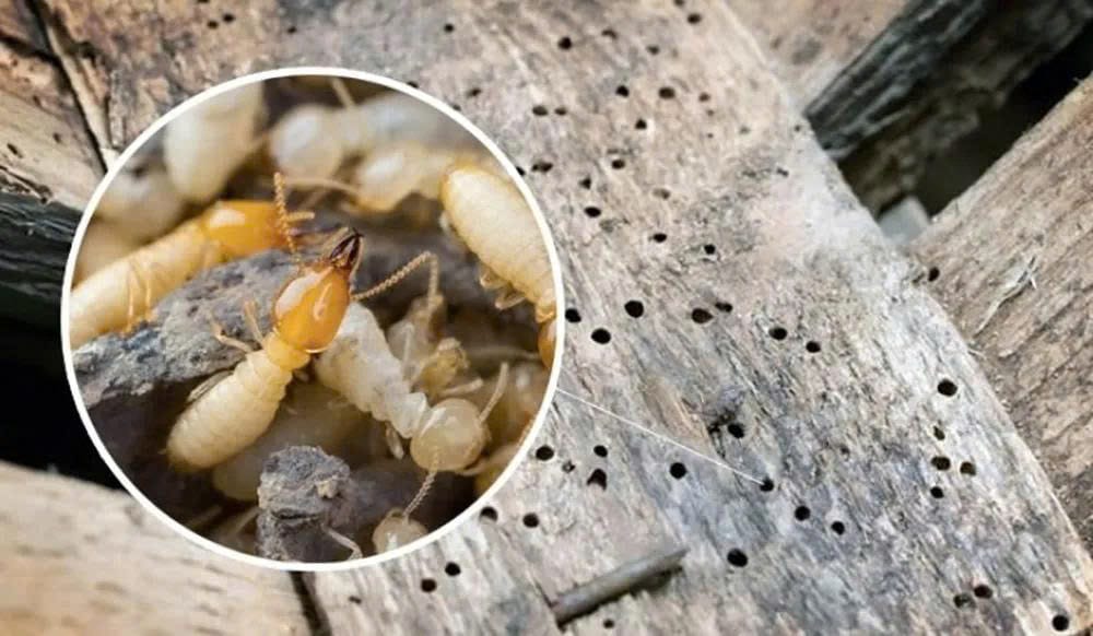 Mối Ăn Gỗ Xử Lý Thế Nào