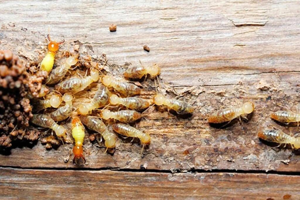 Mối Ăn Gỗ Xử Lý Thế Nào