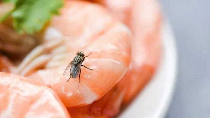 Diệt Ruồi Tại Quán Ăn