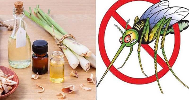 Diệt Côn Trùng Bằng Tinh Dầu