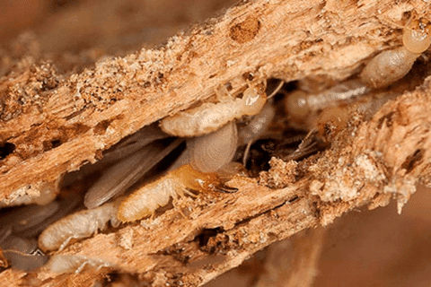 Dịch Vụ Diệt Mối Xã Mỹ Lợi