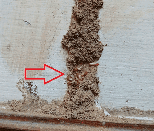 Dịch Vụ Diệt Mối Xã Mỹ Thiện