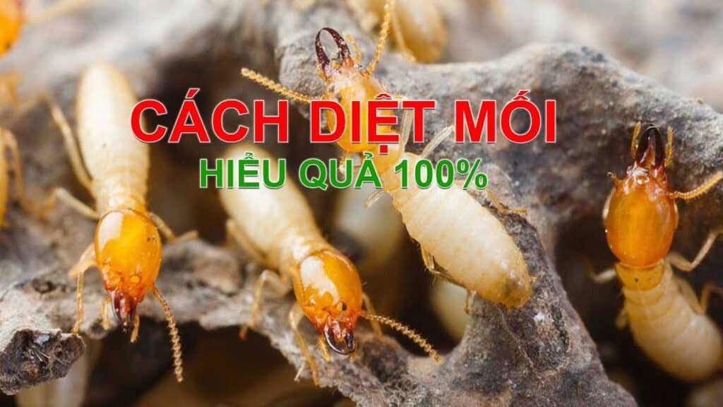 Diệt Mối Tại Đồng Nai