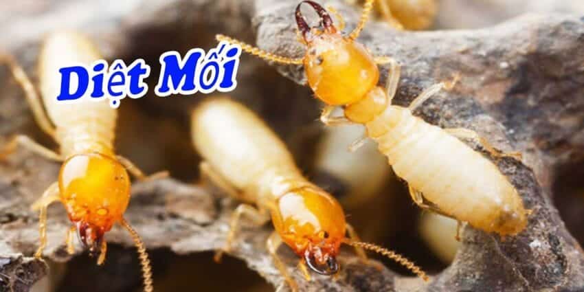 Dịch Vụ Diệt Mối Xã Mỹ Lợi