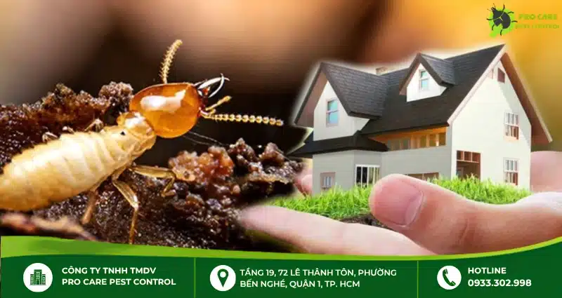 Thuốc diệt mối có độc không?