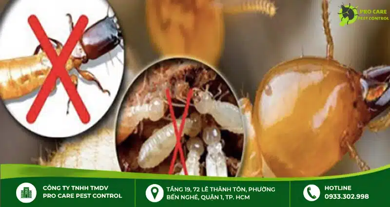 Thuốc diệt mối dạng nào phù hợp với từng khu vực cần xử lý?