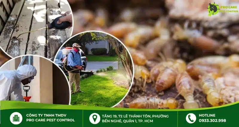 Trần Anh – đơn vị diệt mối được đề cập trong top 4 tại TP.HCM