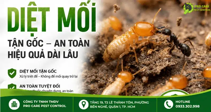 Dịch vụ diệt mối Pro Care Pest Control tại TP.HCM