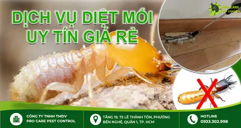 Top 4 công ty diệt mối uy tín tại TP.HCM