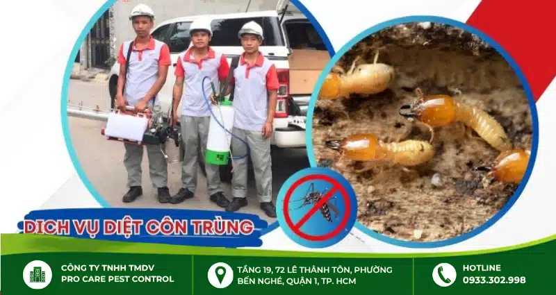 VinPest – một trong top 4 công ty diệt mối tại TP.HCM