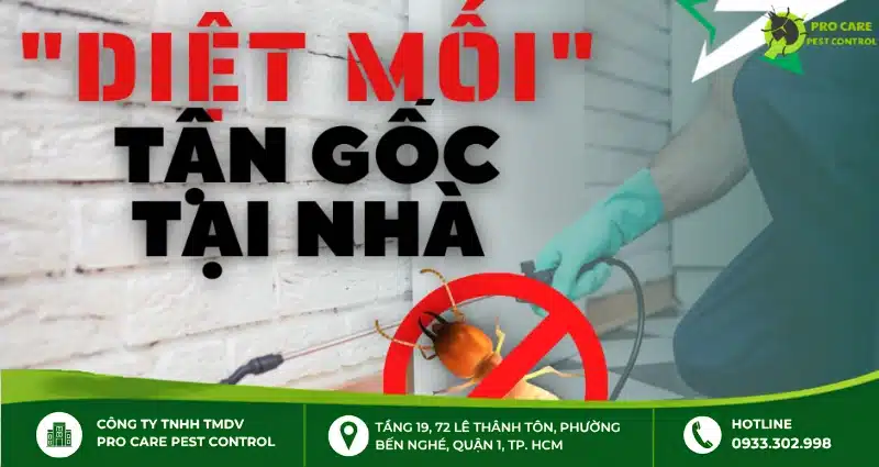 Diệt trừ mối mọt tận gốc hiệu quả