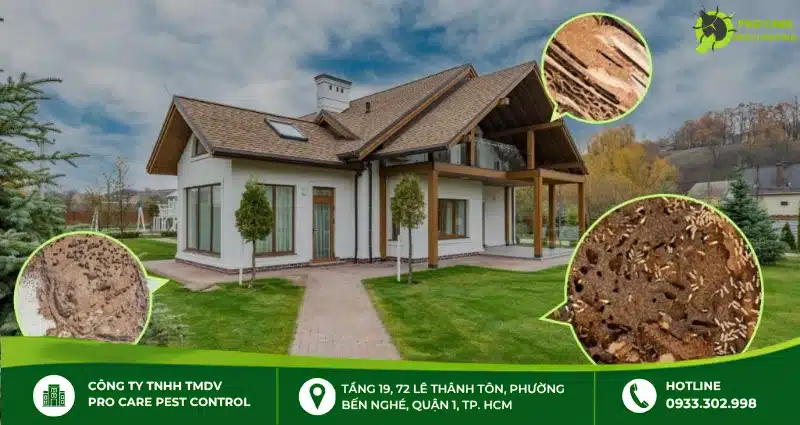 Vì sao cần phòng chống mối cho công trình xây dựng?
