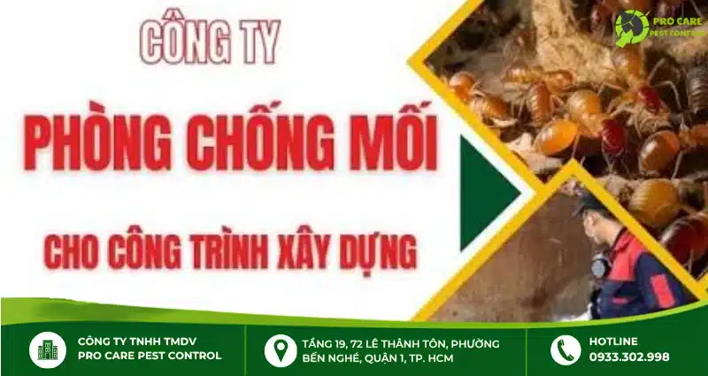 Chống mối cho công trình: Quy trình, giải pháp và báo giá