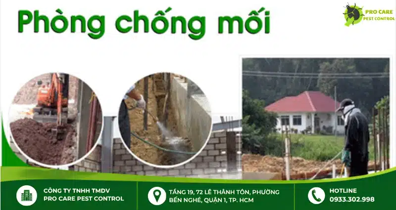 Chống mối nền móng