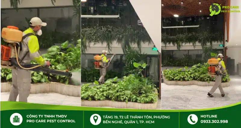 Quy trình diệt mối tận gốc tại Pro Care Pest Control