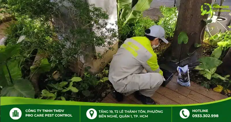 Dịch vụ diệt kiến ba khoang của Pro Care Pest Control