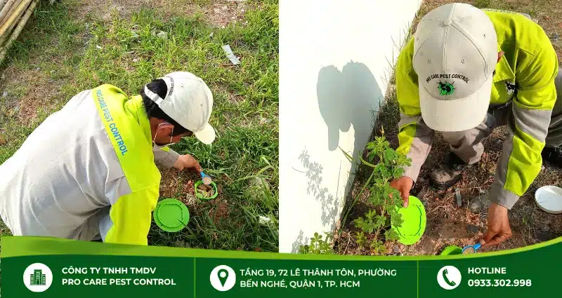 Cách sử dụng thuốc diệt kiến cho cây