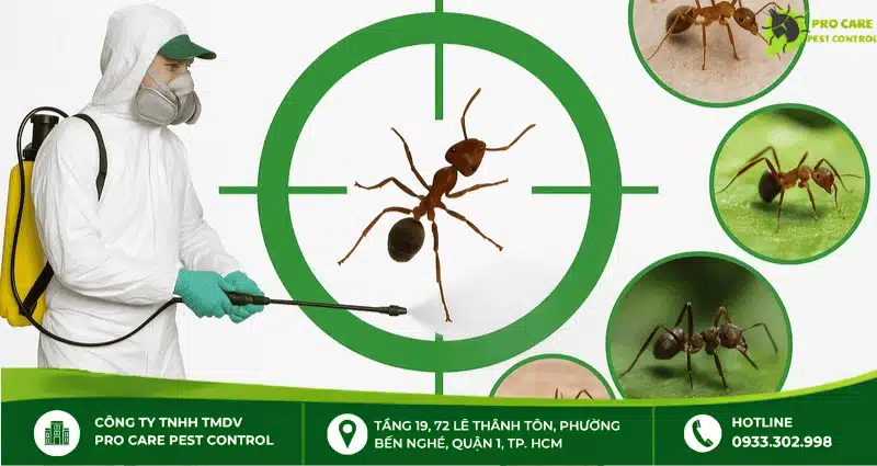 Bỏ sót tổ hoặc nguồn kiến có thể khiến kiến tiếp tục xuất hiện sau khi xử lý