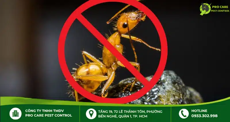Thuốc diện kiến lửa: Lựa chọn hiệu quả để loại bỏ kiến lửa tận gốc