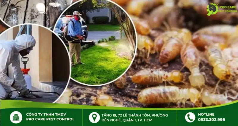 Thuốc diệt mối có hại cho sức khỏe không?