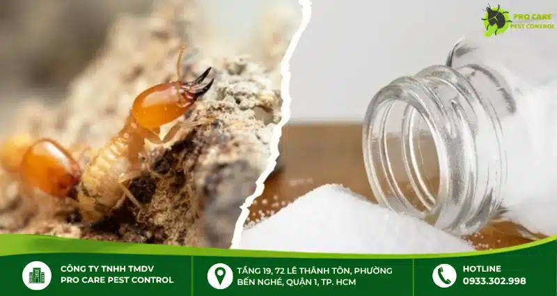 Phương pháp diệt mối tận gốc
