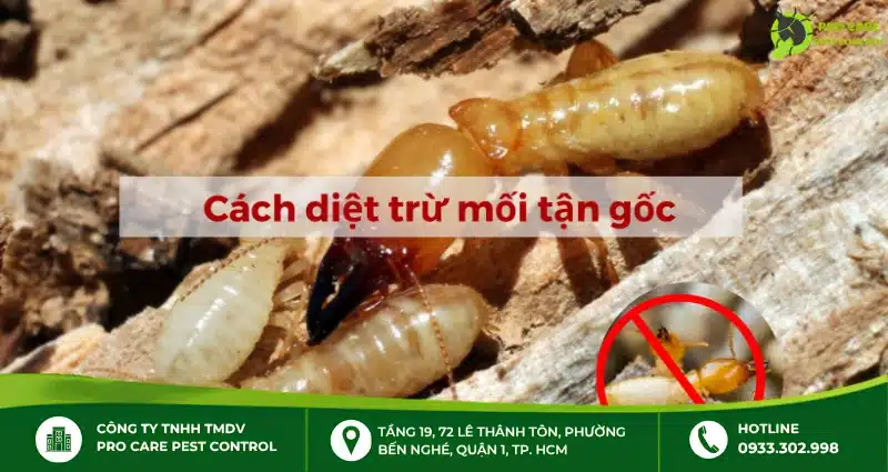 Cách sử dụng thuốc diệt mối PMC 90 để xử lý mối