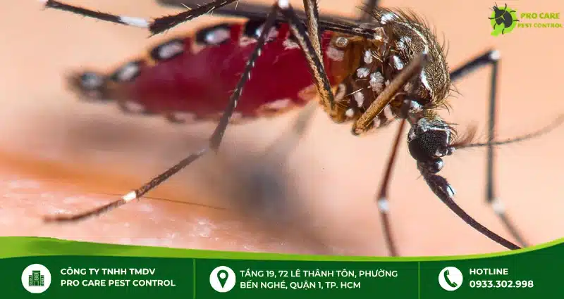 Muỗi vằn Aedes truyền bệnh sốt xuất huyết