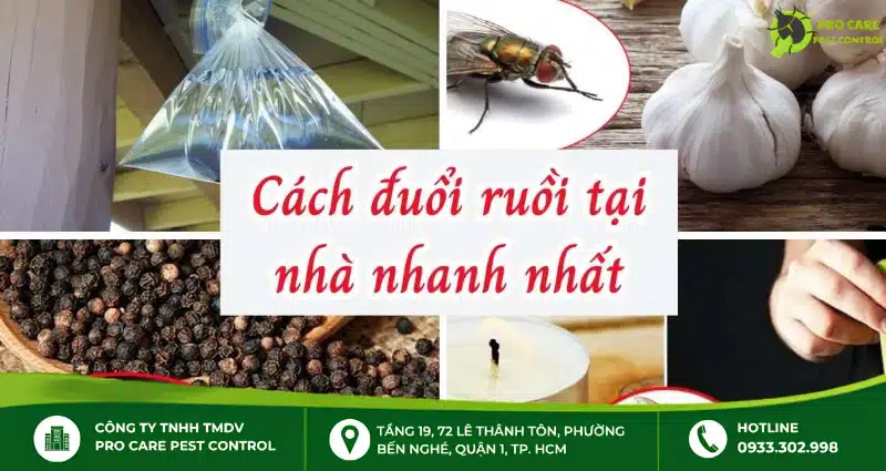 Cách chống ruồi trong nhà hiệu quả