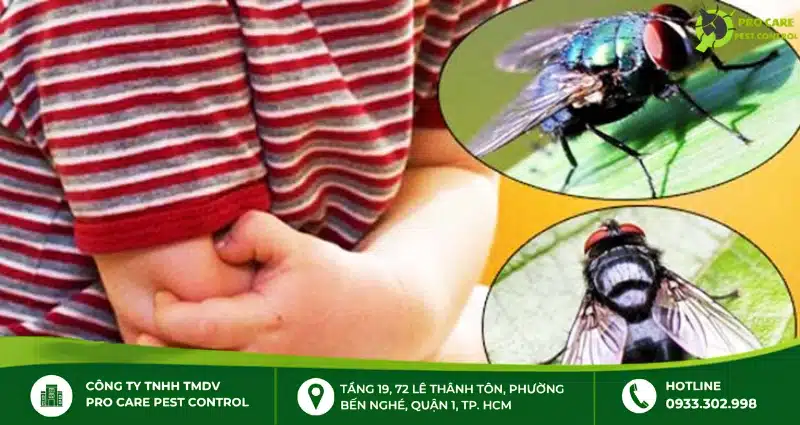 Vì sao chống ruồi nhặng nhiều lần nhưng vẫn tái phát?