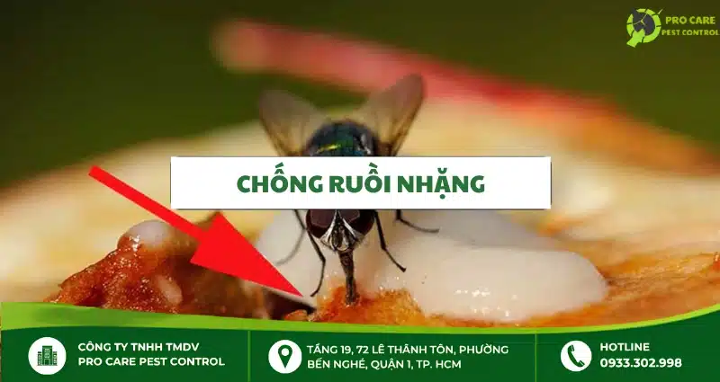 Chống ruồi nhặng: Cách xử lý nơi sinh sản và ngăn tái phát