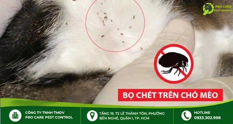 Diệt bọ chét trên thú cưng
