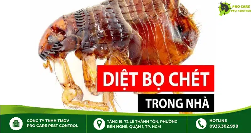 Cách diệt bọ chét trong nhà tận gốc, an toàn và hiệu quả